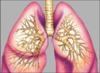 Pulmones Digujo de unos pulmones