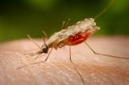 Imagen de prep4md Mosquito