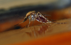 anopheles flickr